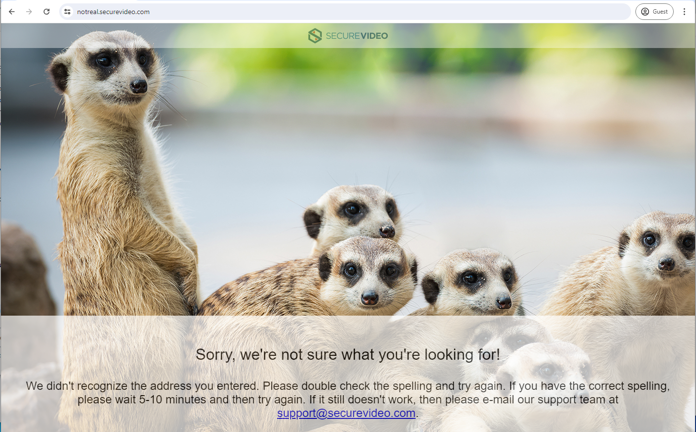 Meerkats and the error message: Sorry, we're not sure what you're looking for! We didn't recognize the address you entered. Please double check the spelling and try again. If you have the correct spelling, please wait 5-10 minutes and then try again. If it still doesn't work, then please e-mail our support team at support@securevideo.com.